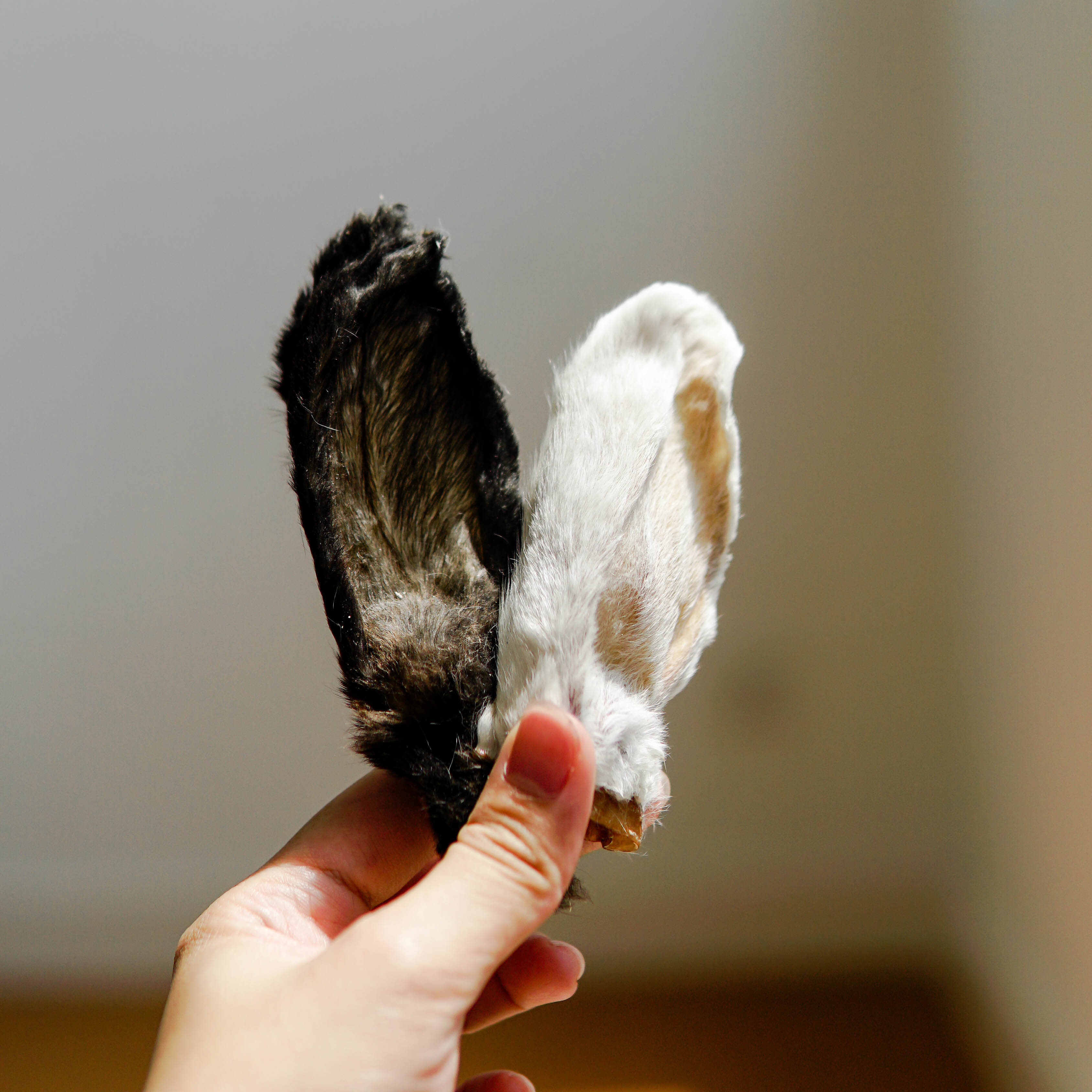 rabbit – Mutt Store